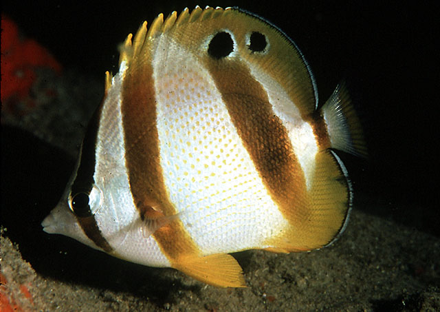 Chaetodon marleyi